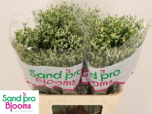 Limonium sinensis Cool Diamond