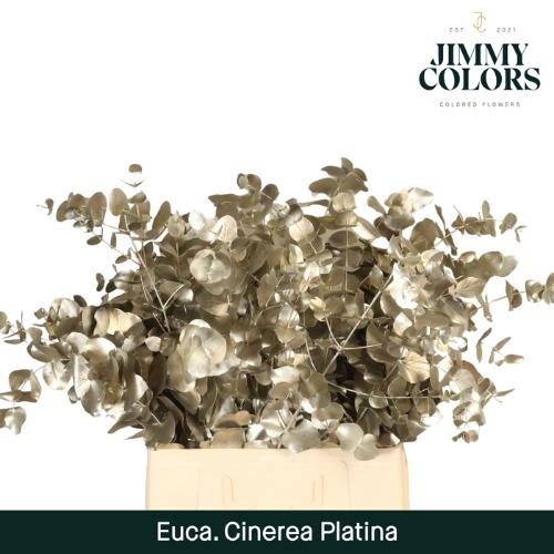 Eucalyptus cinerea kleurbehandeld per bos H%