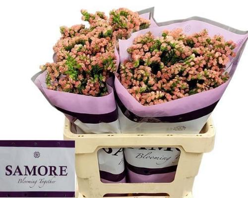 Limonium sinuatum Royal Orange