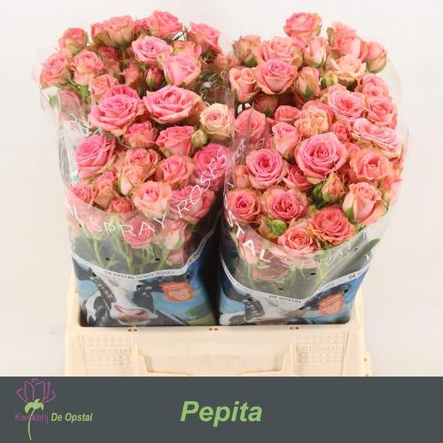 Rosa tros Pepita