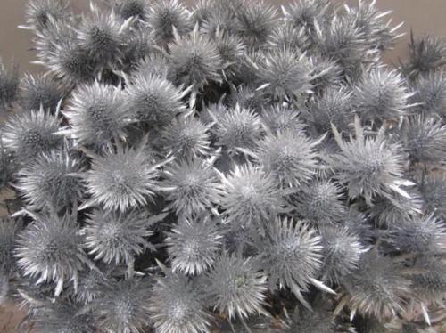 Eryngium planum kleurbehandeld H%