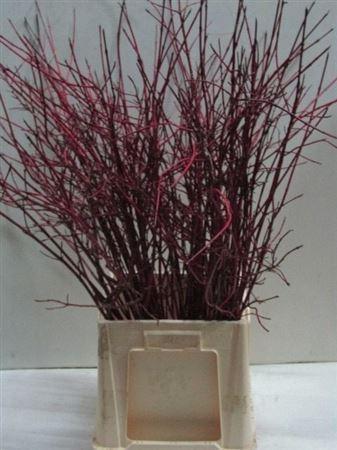 Cornus alba 'Sibirica'