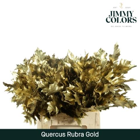 Quercus rubra kleurbehandeld H%