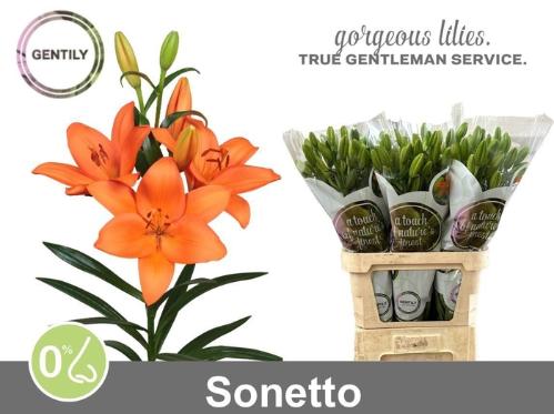 Lilium (LA-hybrids Grp) 'Sonetto'