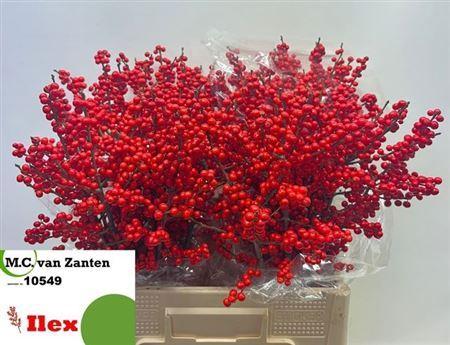 Ilex verticillata