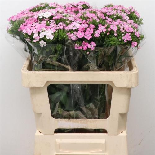 Dianthus barbatus 'Amazon Rose Magic'