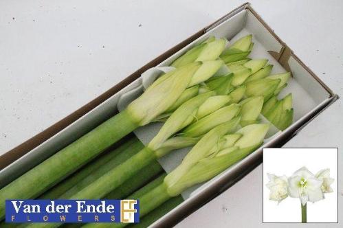 Hippeastrum Galaxy Grp 'Mont Blanc'