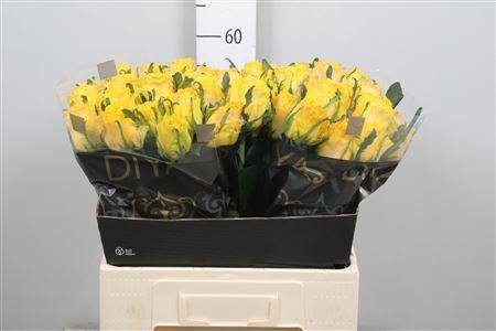 Rosa grootbloemig Golden Smile