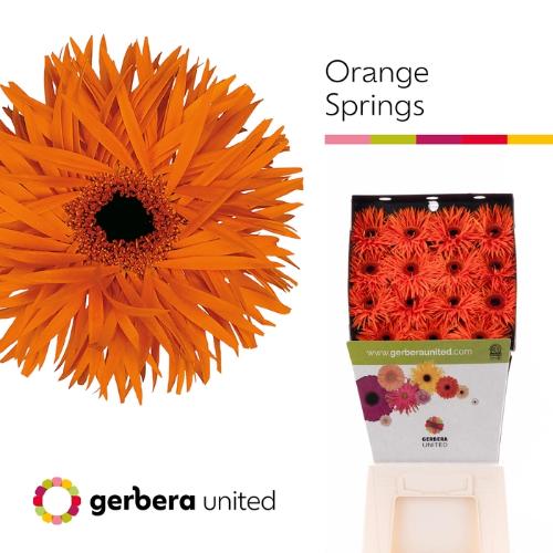 Gerbera grootbloemig Orange Springs