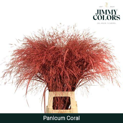 Siergras kleurbehandeld H%