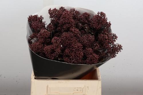 Skimmia per bos overig kleurbehandeld H%