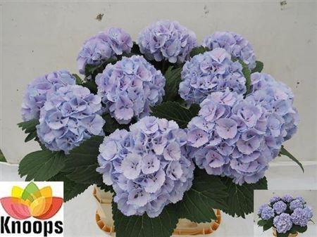 Hydrangea macrophylla 'Lolly Pop' (blauw)