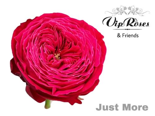Rosa grootbloemig Just More!