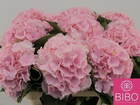 Hydrangea macrophylla 'Verena'