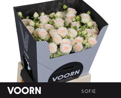 Rosa tros Sweet Sofie