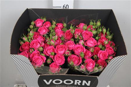 Rosa tros Judy