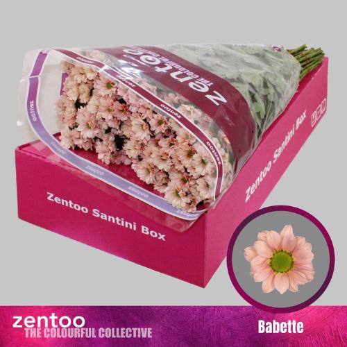 Chrysanthemum (Indicum Grp) tros santini Babette