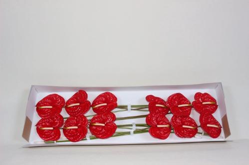 Anthurium Andreanum Grp Eterno