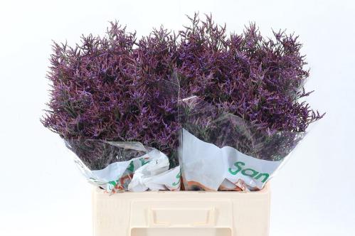 Limonium Safora Dark Blue