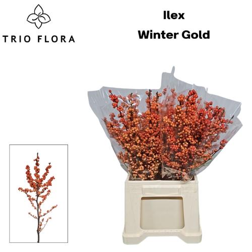Ilex verticillata 'Winter Gold'