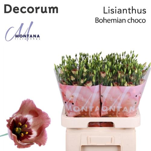 Eustoma russellianum enkelbloemig russellianum 'Bohemian Choco'