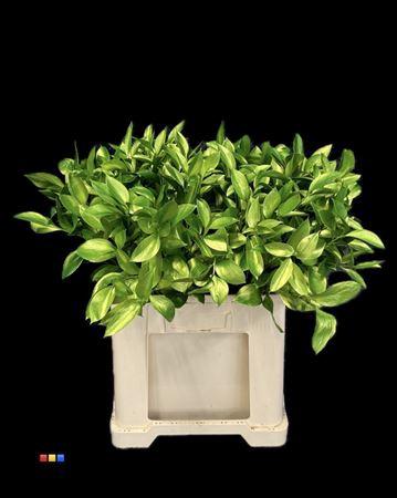 Ruscus kleurbehandeld H%
