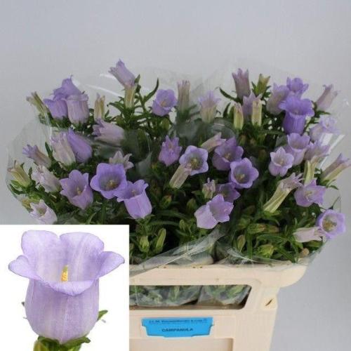 Campanula medium 'Champion Lavender'