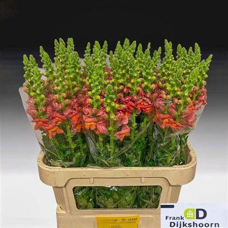 Antirrhinum majus 'Potomac Dark Orange'