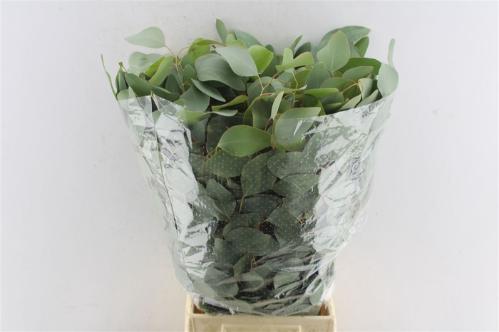Eucalyptus per bos polyanthemos