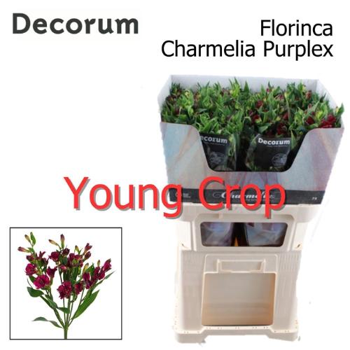 Alstroemeria florinca Charmelia Purplex