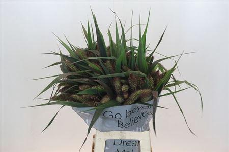 Setaria italica 'Red Jewel'