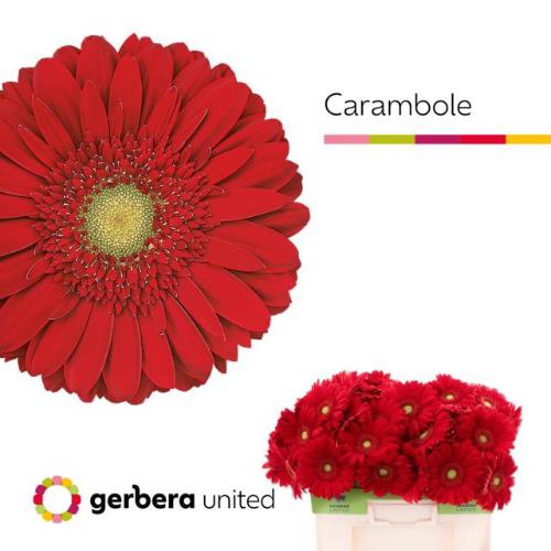 Gerbera grootbloemig 'Carambole'