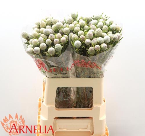 Leucadendron linifolium 'Jade Pearl'