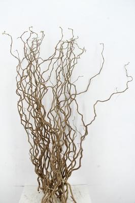 Corylus avellana 'Contorta'