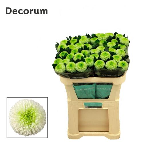 Chrysanthemum (Indicum Grp) geplozen Alibaba