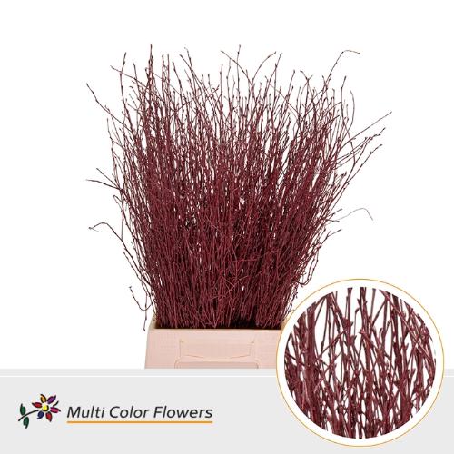 Betula kleurbehandeld H%