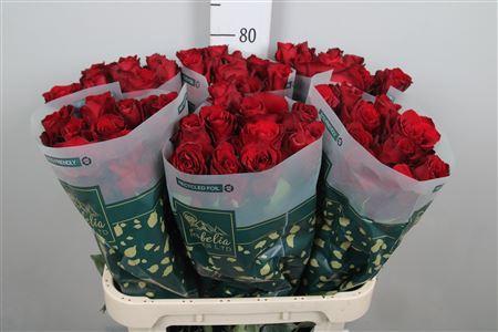 Rosa grootbloemig Explorer