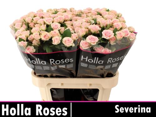 Rosa tros Severina
