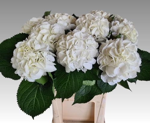 Hydrangea macrophylla 'Schneeball'