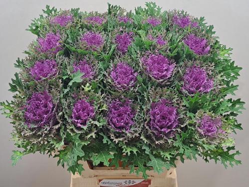 Brassica oleracea 'Crane Freddy'