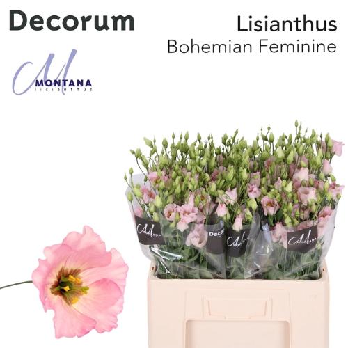 Eustoma russellianum enkelbloemig Bohemian Pink