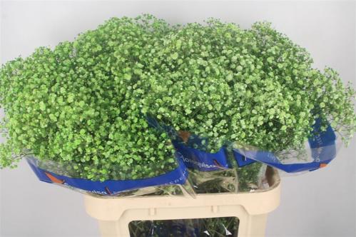 Gypsophila overig kleurbehandeld H%