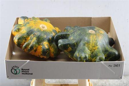 Cucurbita pepo 'Flying Saucer'