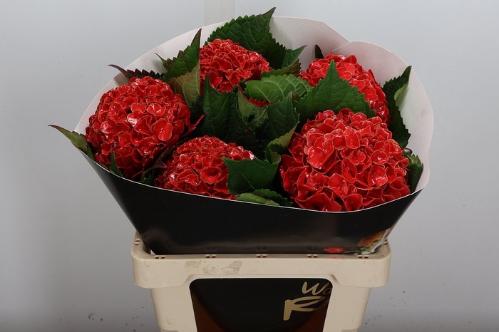 Hydrangea overig kleurbehandeld H%