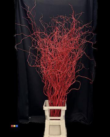 Salix kleurbehandeld H%