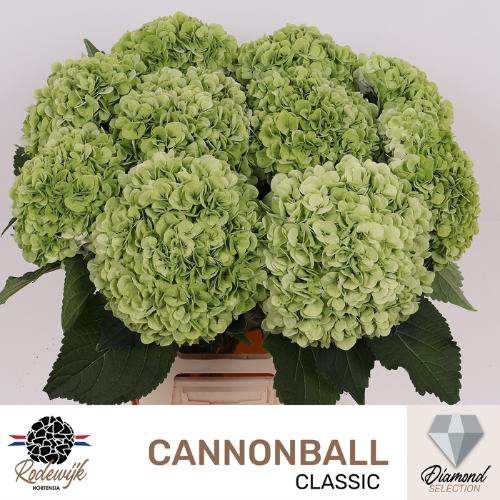 Hydrangea macrophylla 'Cannonball' (classic)