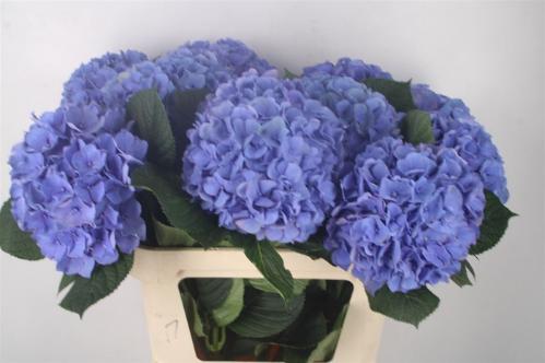 Hydrangea macrophylla 'Pompidou'