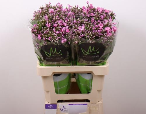 Phlox (Paniculata Grp) Pink Eyes