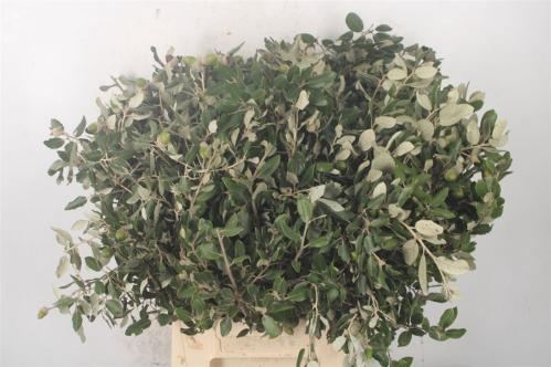Decoratiegroen groot blad