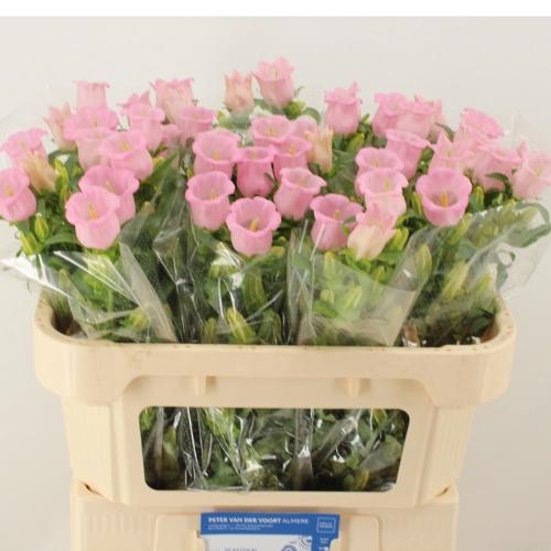 Campanula medium 'Campana Pearl Pink'